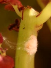 mealybug-eggmass2